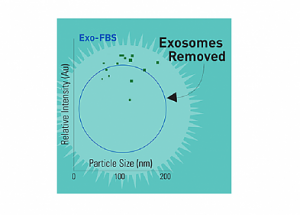 Выделение экзосом